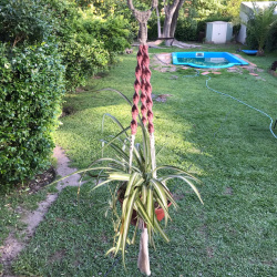 Portamacetas Hydra